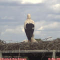 16_50-mast.jpg