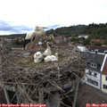 16_50-nest.jpg