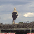 16_55-mast.jpg
