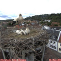 16_55-nest.jpg