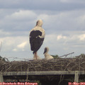 17_00-mast.jpg