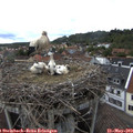 17_00-nest.jpg