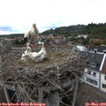 17_05-nest.jpg