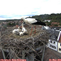 17_10-nest.jpg