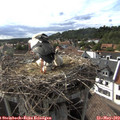 17_15-nest.jpg