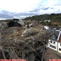 17_20-nest.jpg