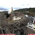 17_25-nest.jpg