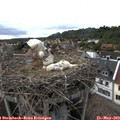 17_30-nest.jpg