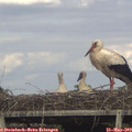 17_35-mast.jpg