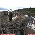 17_35-nest.jpg