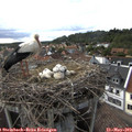 17_40-nest.jpg