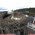 17_45-nest.jpg