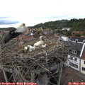 17_50-nest.jpg
