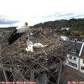 17_55-nest.jpg