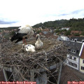 18_00-nest.jpg