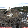 18_05-nest.jpg