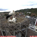 18_10-nest.jpg