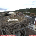 18_15-nest.jpg