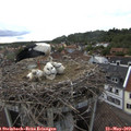 18_20-nest.jpg