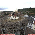 18_25-nest.jpg