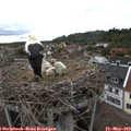 18_30-nest.jpg