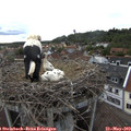 18_35-nest.jpg