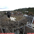 18_40-nest.jpg