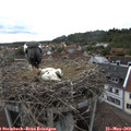 18_45-nest.jpg