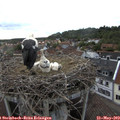 18_50-nest.jpg