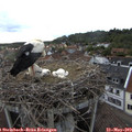 18_55-nest.jpg