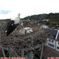 19_00-nest.jpg