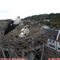 19_05-nest.jpg