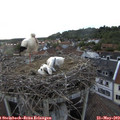 19_10-nest.jpg