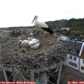 19_15-nest.jpg
