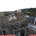19_20-nest.jpg