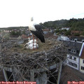 19_25-nest.jpg