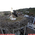 19_30-nest.jpg