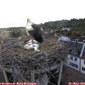 19_35-nest.jpg