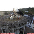 19_40-nest.jpg