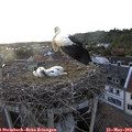 19_45-nest.jpg