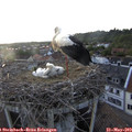 19_50-nest.jpg