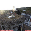 19_55-nest.jpg