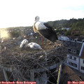 20_00-nest.jpg