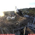 20_05-nest.jpg