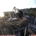 20_10-nest.jpg