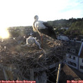 20_15-nest.jpg