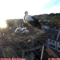 20_20-nest.jpg