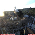 20_25-nest.jpg