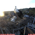 20_30-nest.jpg