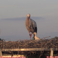 20_35-mast.jpg